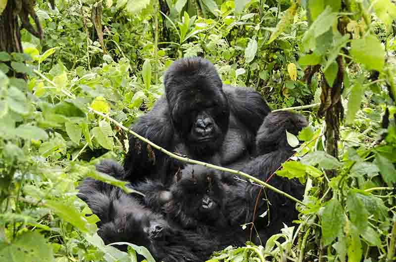 02 - Gorila y crias - selva de Virunga - parque nacional de los volcanes - Ruanda